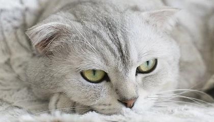 爱游戏体育官方网站-火箭新援称加盟后信心倍增，火箭新援称加盟后信心倍增是真的吗